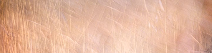 Abstract Nature Motion of Reeds in the Wind