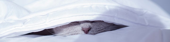 cat under the covers