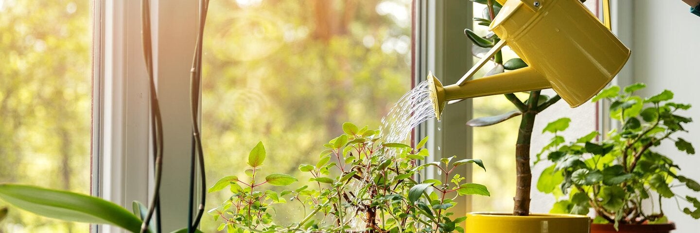 indoor-plants-care-and