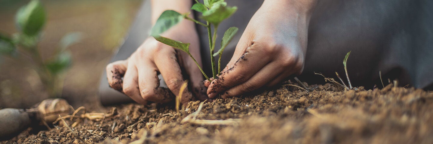 hands planting a seedling