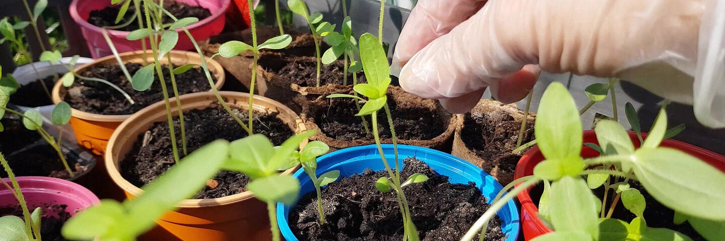 a person tending to plant seedlings