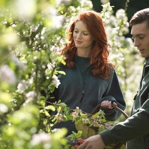 Two people cutting Apple Blossom In Orchard
